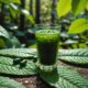 kratom consumption effects analyzed