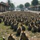 monkey invasion in bekasi