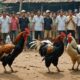 cockfighting legal status thailand