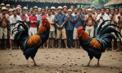 cockfighting tradition versus legality