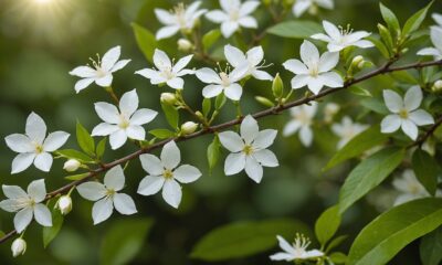 jasmine flower s health benefits