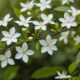 jasmine flower s health benefits