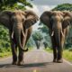 wild elephants adventure journey